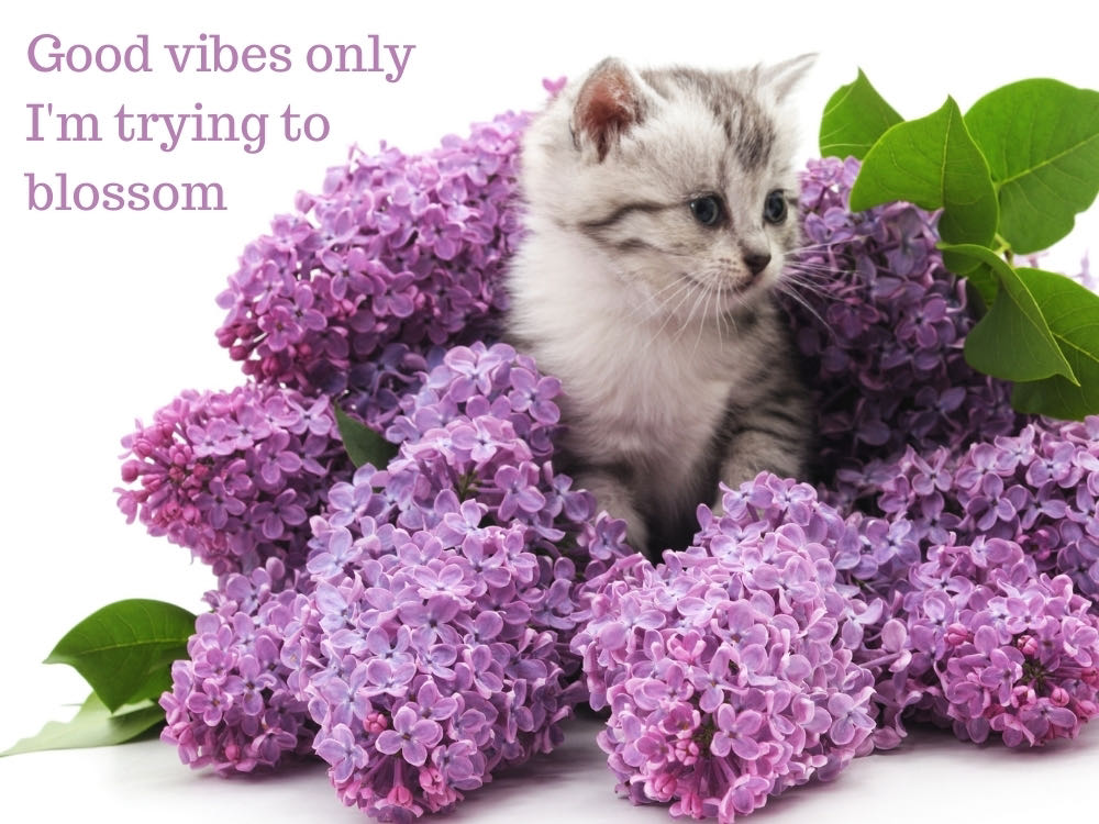 kitten surrounded by purple hyacinth